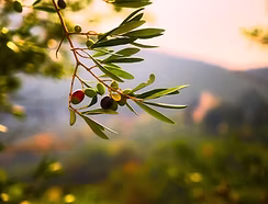 Olive Trees